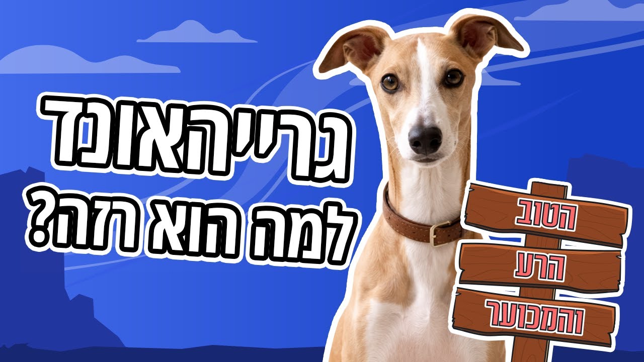 כלב גרייהאונד | כל מה שצריך לדעת | הטוב, הרע והמכוער