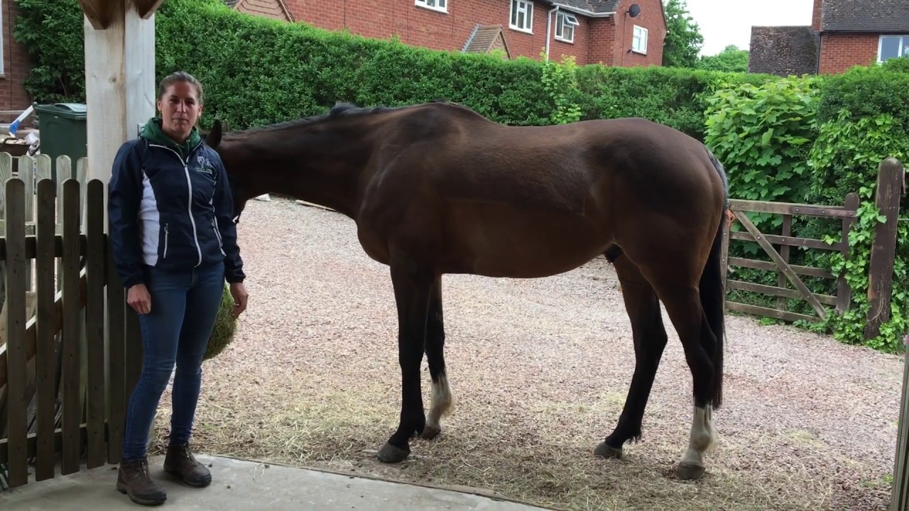 How to perform the Hind Leg Mobilisation exercise with your horse