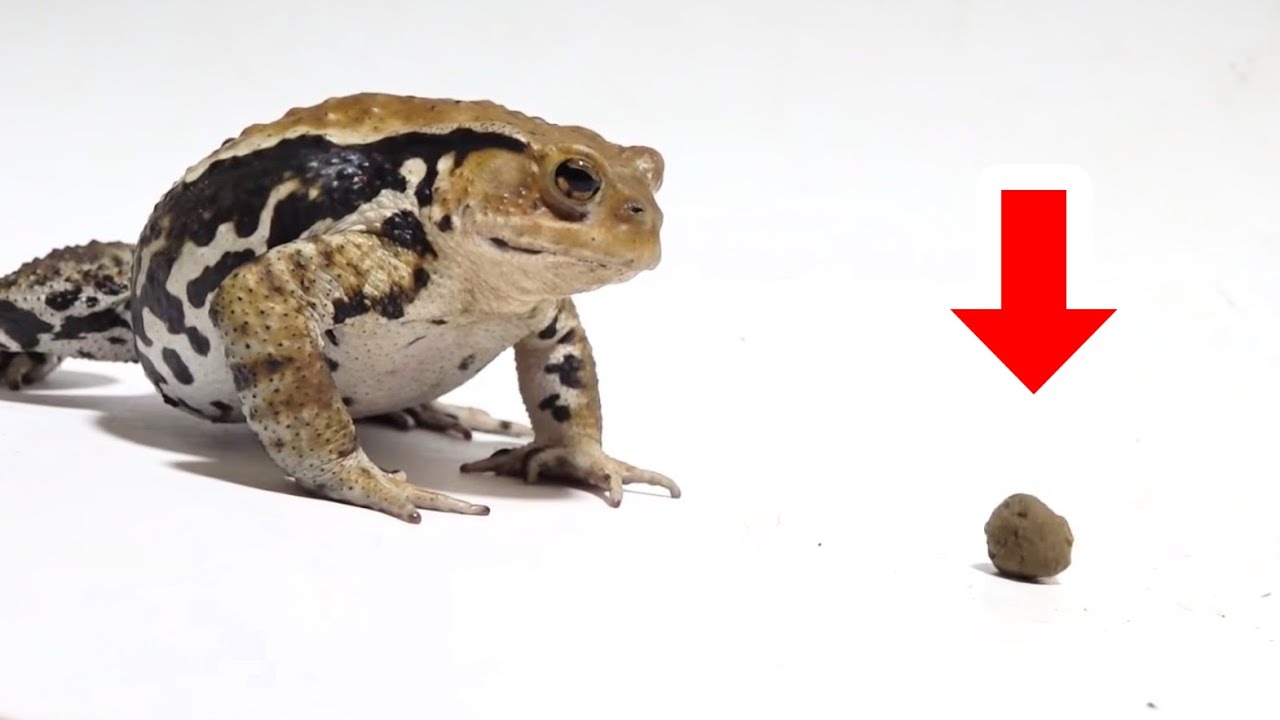 動く物にしか反応しないヒキガエルに人工餌を食べさせる方法