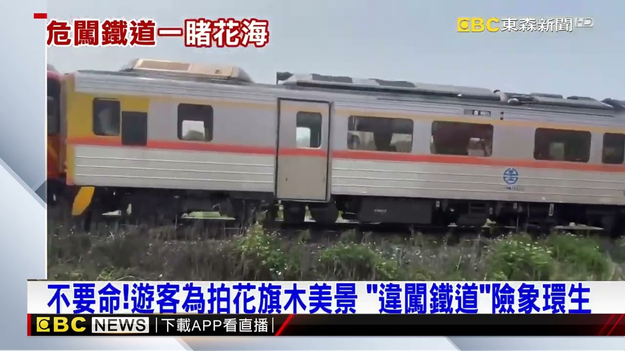 彰化二水「花旗木」大爆發 驚見遊客闖鐵道拍照@newsebc