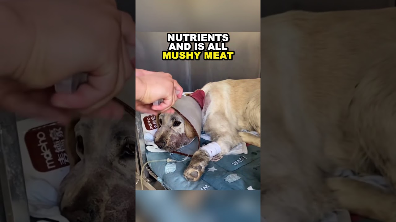 PART 2 Dog's Hopeful Eyes Inspire Man to Save Its Life #shorts