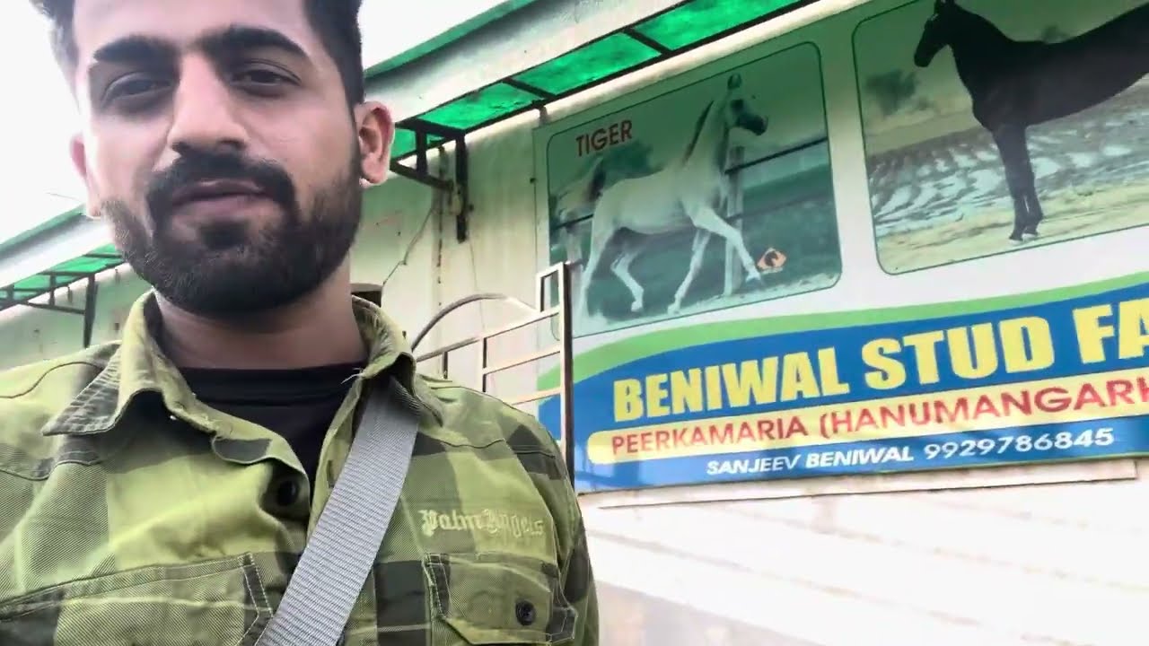 Beniwal Stud Farm | shaan champion horse Blood line | Marwari horse breed  | Morni horse Champion