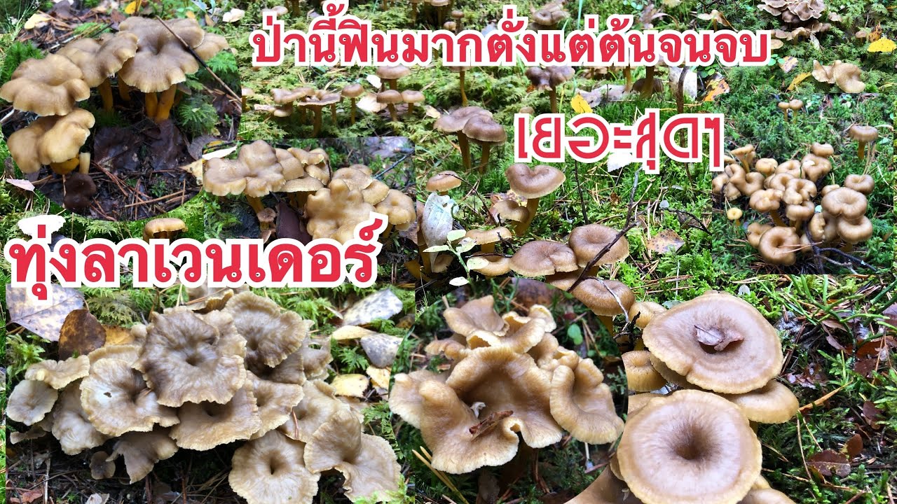 🍄21/10/19🍄เก็บเห็ดป่านี้ฟินทุกดอกตั่งแต่ต้นจนจบ ทุ่งลาเวนเดอร์😄 ดอกสวยๆเป็นทุ่ง🍄Mushrooms🍄