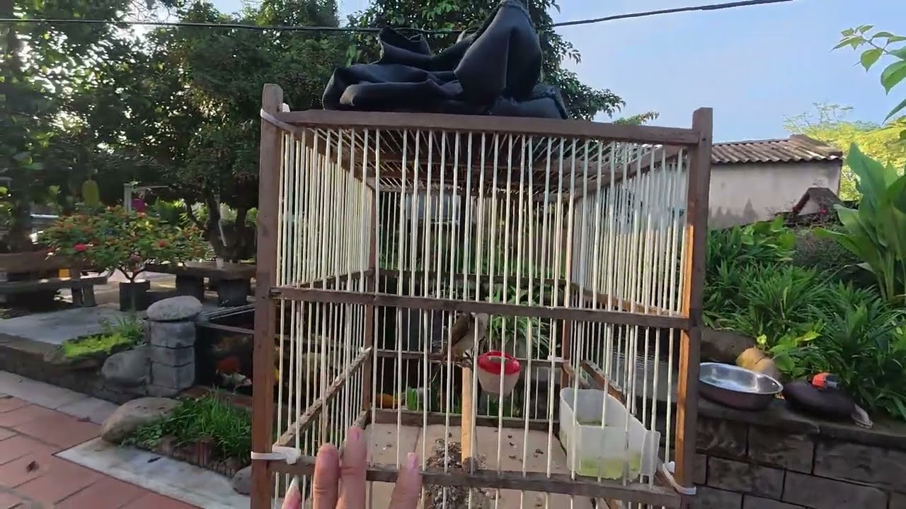Chào Mào Vip Cực Hay - Yêu Chim Cảnh