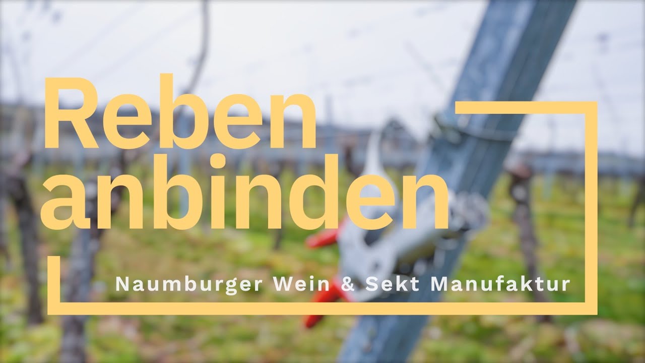 Reben anbinden im Weinberg - Naumburger Wein & Sekt Manufaktur | achtzehn24.de