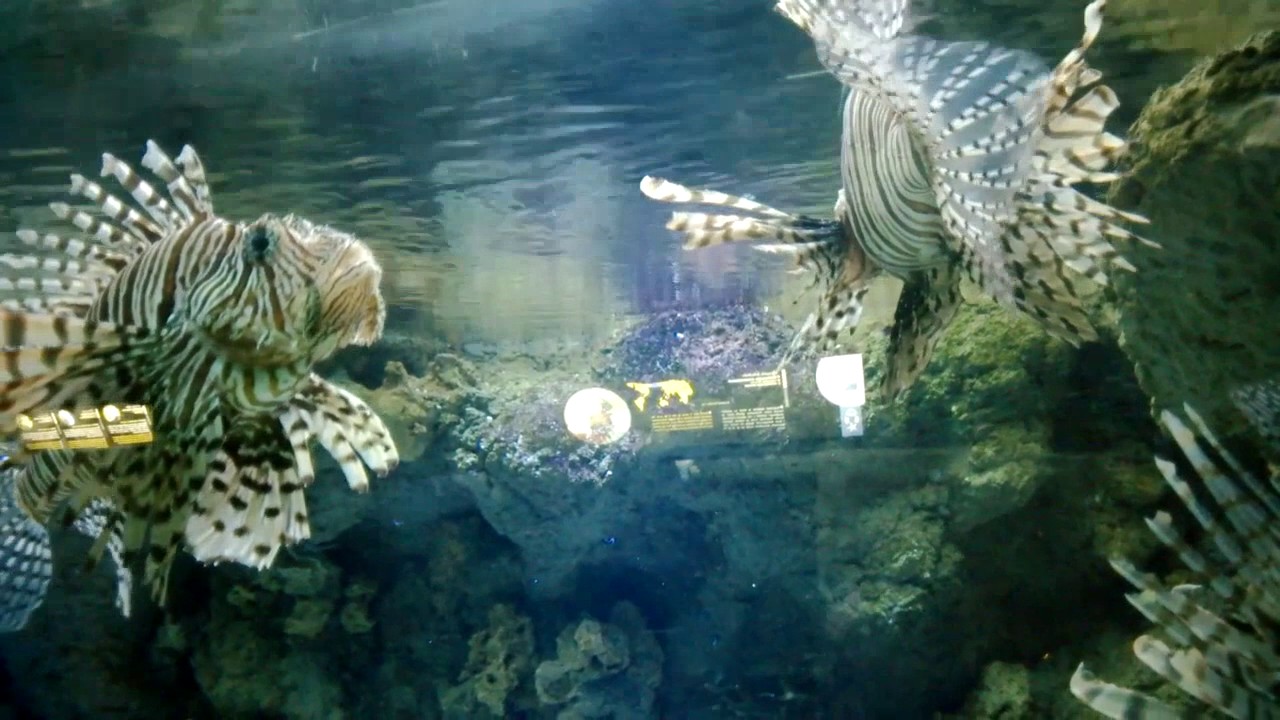 Rekin Oceanarium Gdynia