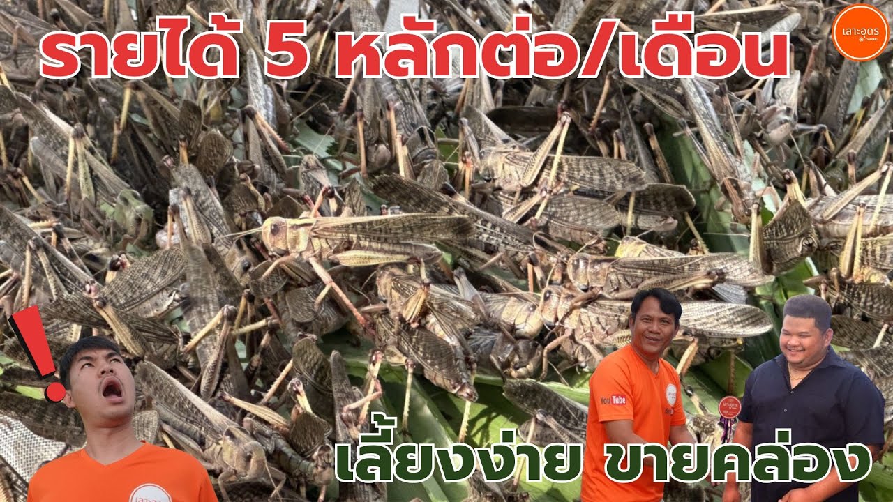 สองตายาย ฟาร์มตั๊กแตนปาทังก้า เลี้ยงตั๊กแตน ใช้พื้นที่น้อยเลี้ยง 30 วันขายได้ #สัตว์เศรษฐกิจมาแรง