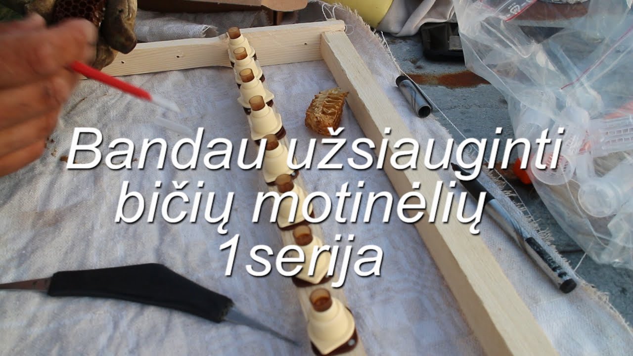 Bandau užsiauginti bičių motinelių  1 serija