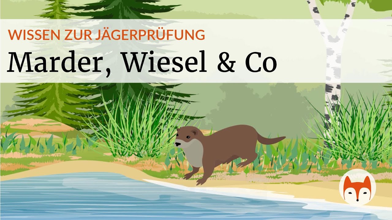 Marder, Wiesel & Co. - alles was du für die Jägerprüfung wissen musst