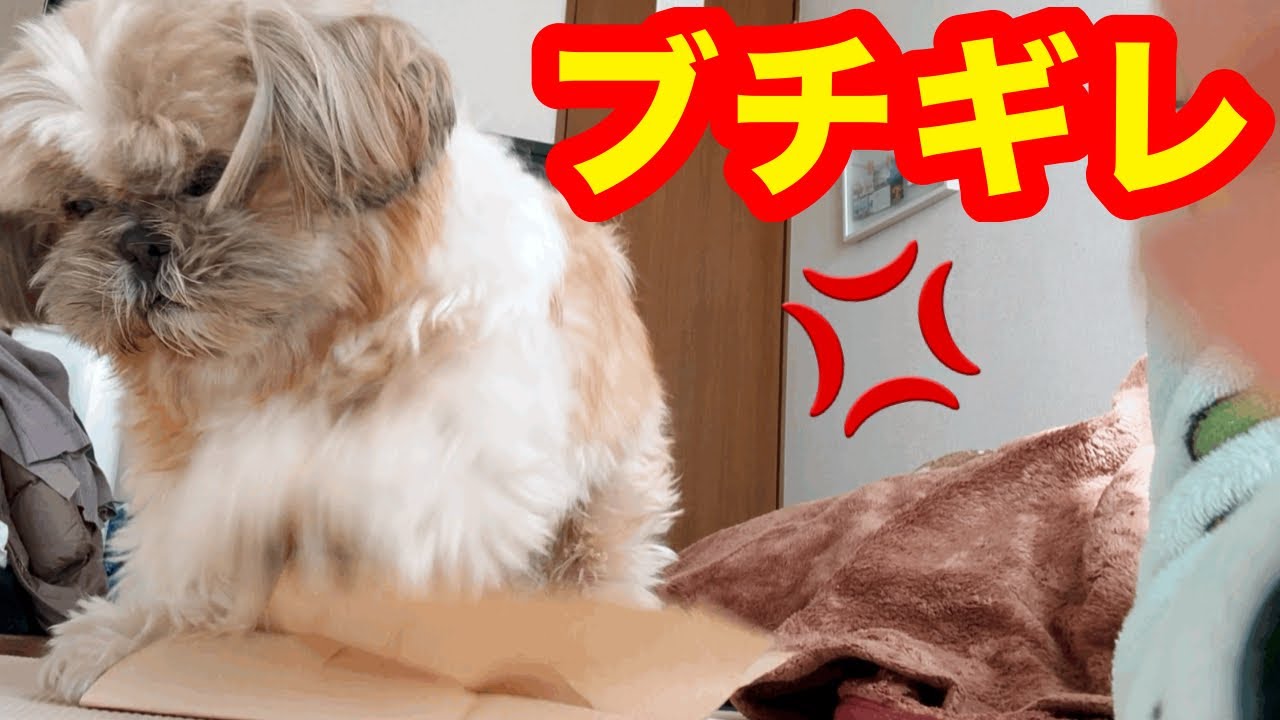 ゆっくりとブチギレるシーズー犬が