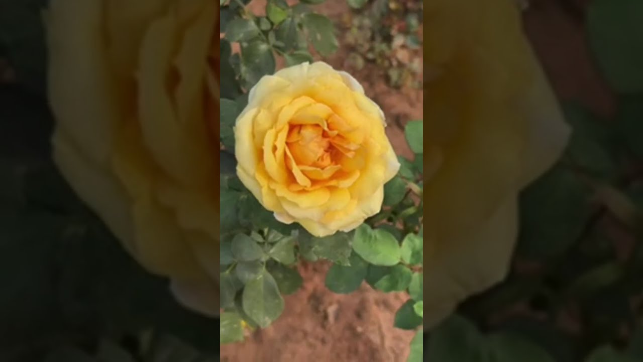 Explore RPRC,Bhubaneswar 