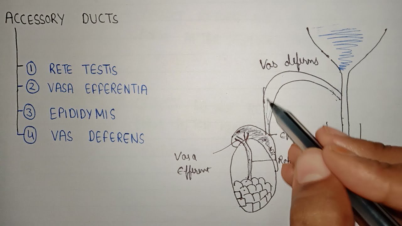 Accessory ducts in male reproductive system | Rete testis , Vasa effrentia , Epididymis , vasdefrens