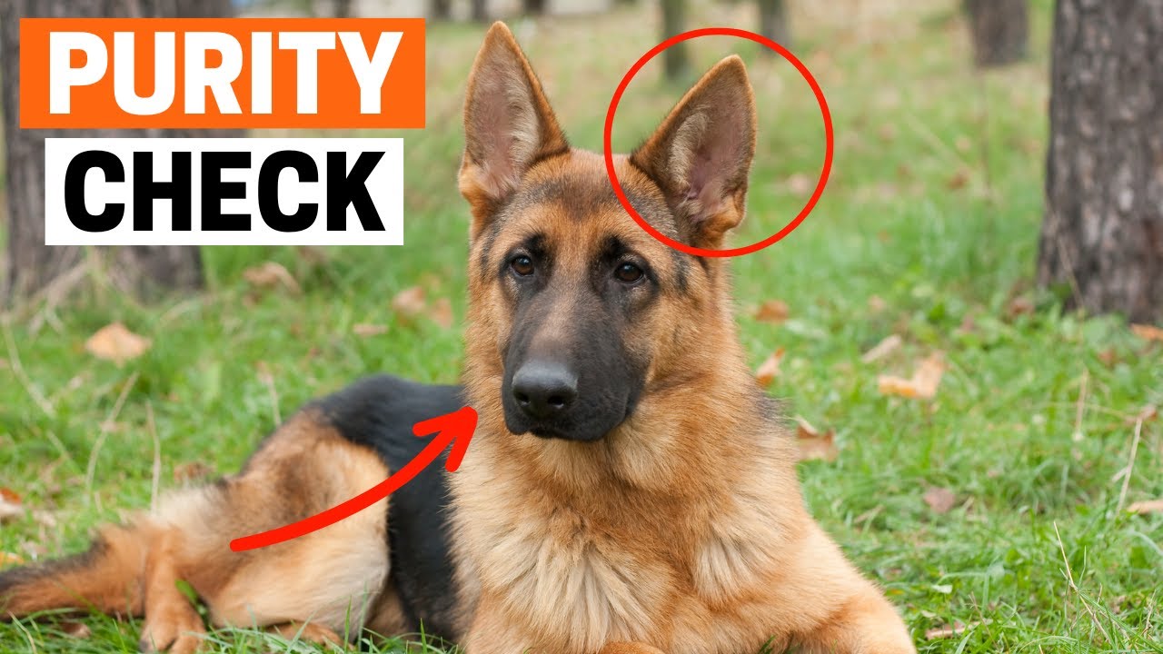 How to Identify a Pure German Shepherd Puppy?