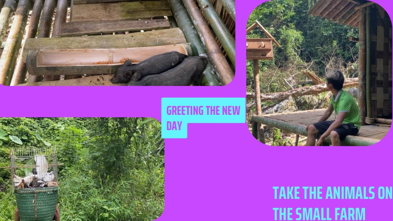 How to build a barn for animals using bamboo and wood and move the animals to a new home