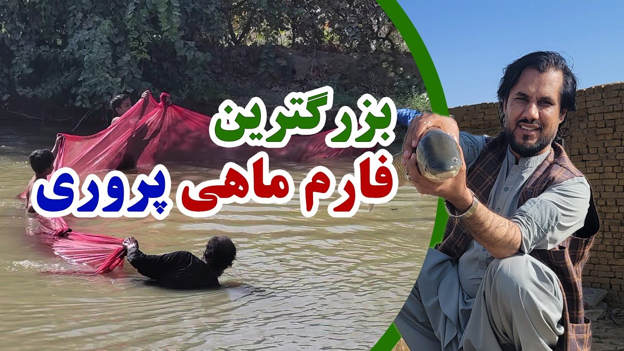 گزارش کاج از بزرگترین فارم ماهی پروری با داشتن بیشتر از 14000 ماهی های مختلف