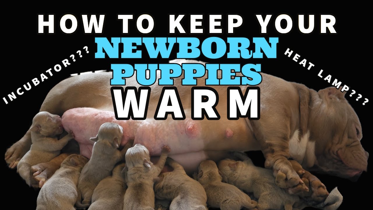 How To Keep Your Newborn Puppies Temperature Regulated