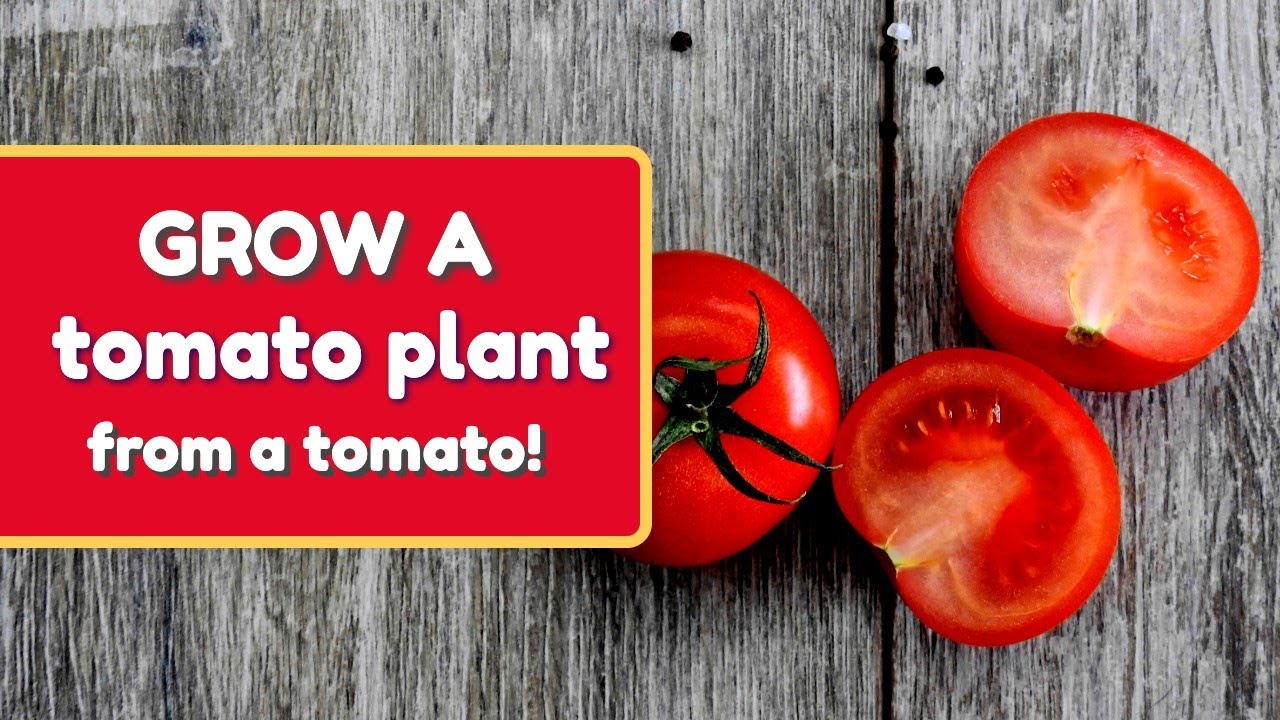 🍅 🌱 Grow a Tomato Plant From a Tomato!