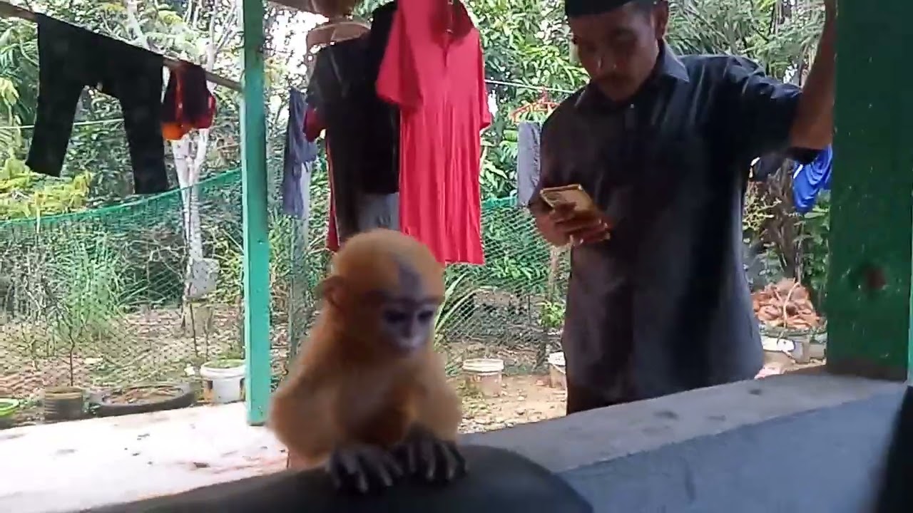 seekor anak monyet yang berbulu kuning emas