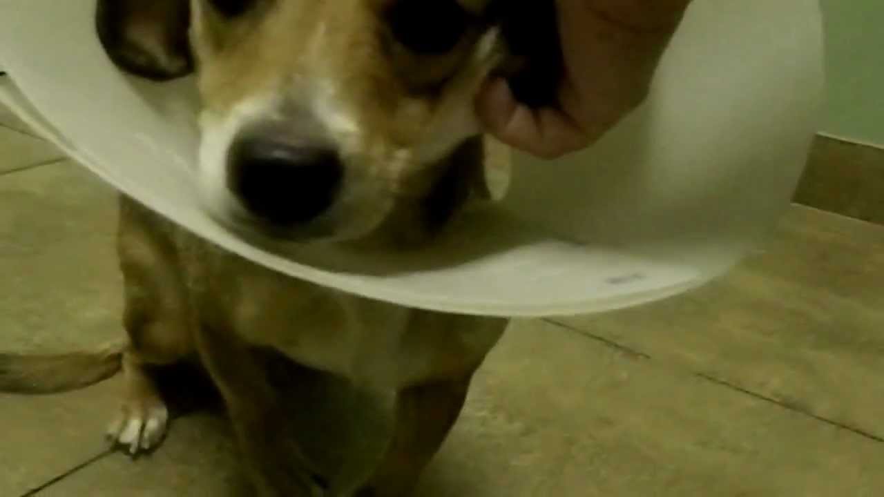 Rescue Dog Hit By Car - Amputation Surgery Needed