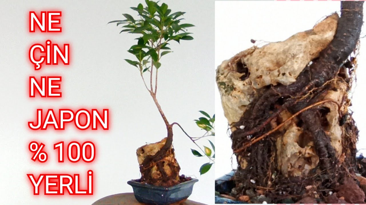 İki Bin Yıllık Sanat Artık Türkiye'de
