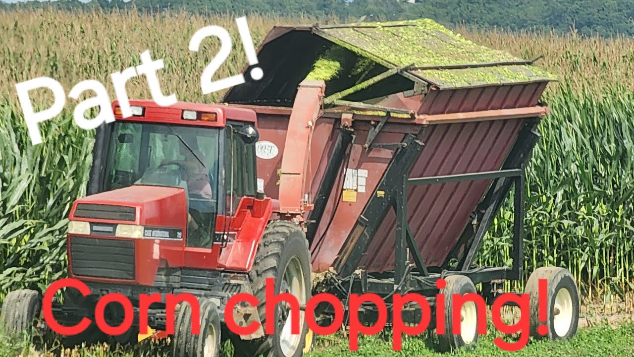 Урожай 2024: Сбор кукурузы, часть 2.