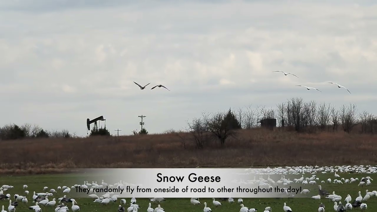 Hagerman Wildlife (Dec 2024)