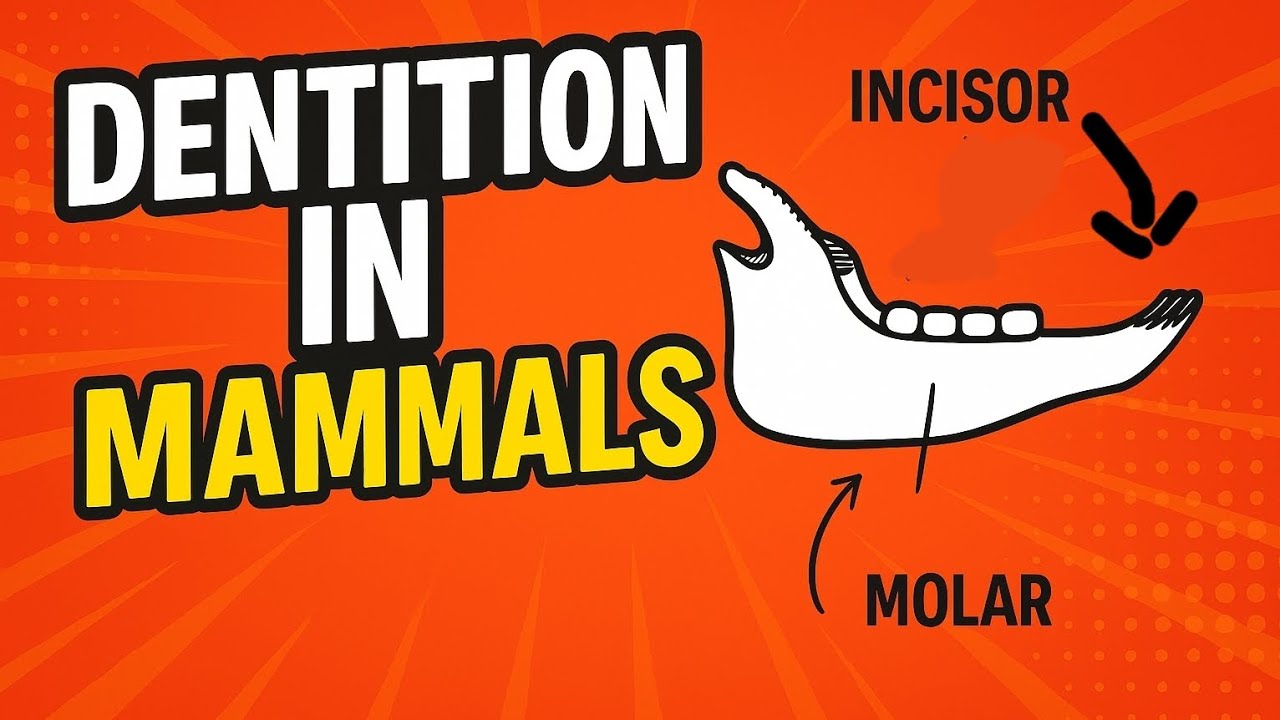 Biology exam questions (Dentition)