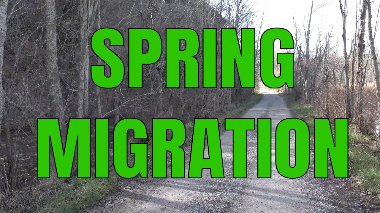 Snake Road 2021 Spring Migration - Episode 1