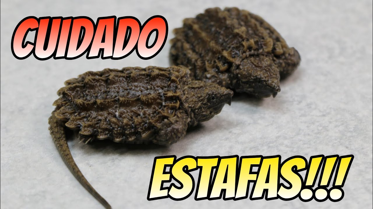 NO COMPRES una TORTUGA CAIMÁN SIN VER ESTE VIDEO...
