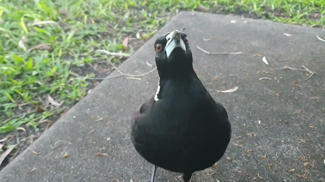 Are these Australian magpies and Pied butcherbirds too friendly?