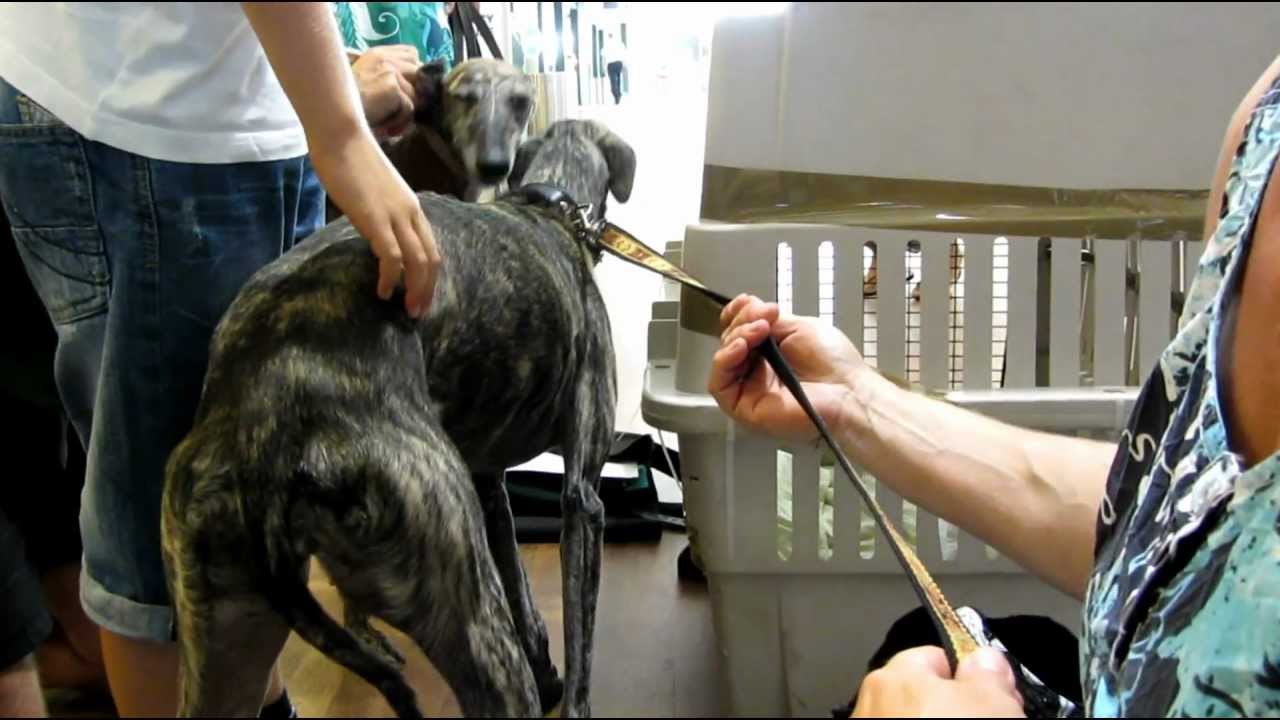 Arrival of Galgo Gema at Rotterdam Airport, improved version