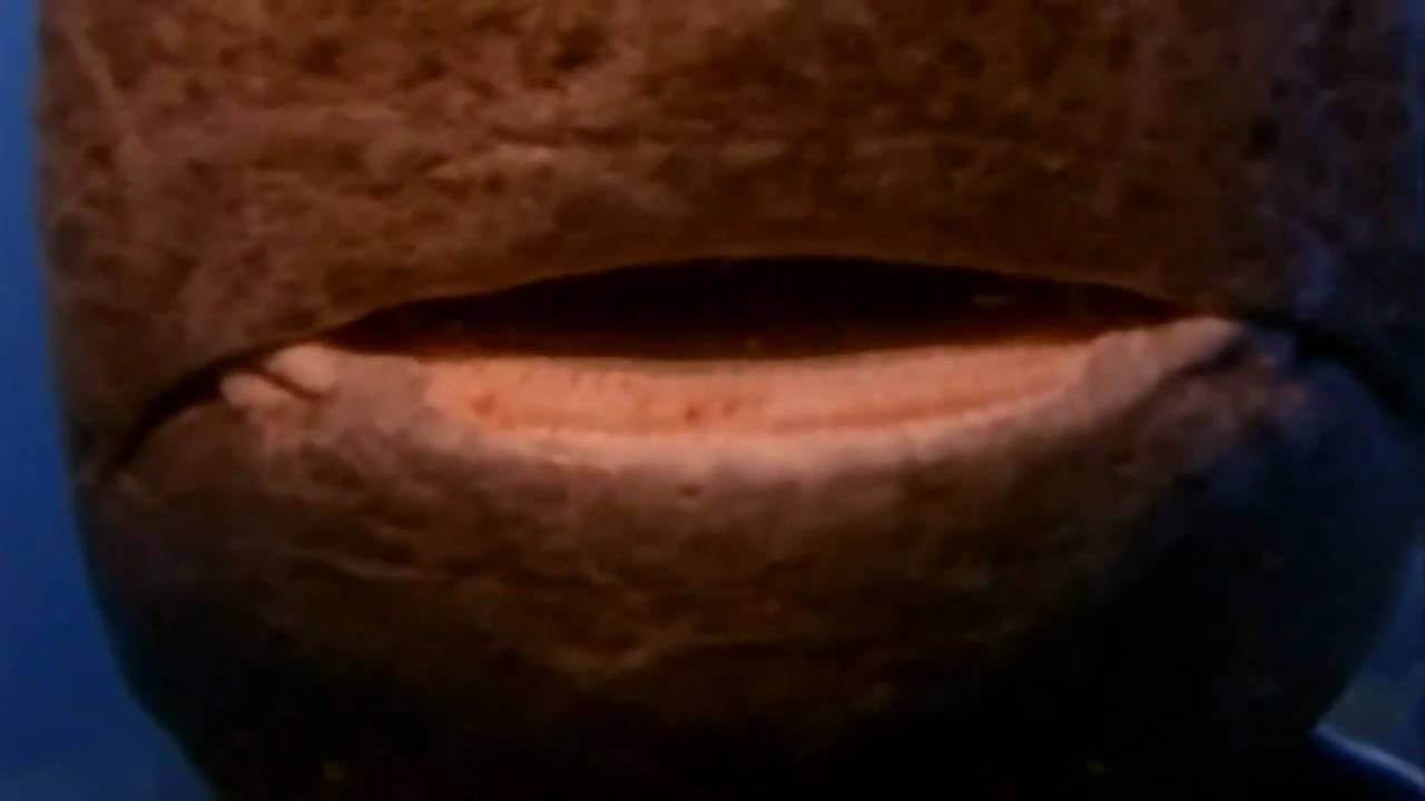 Encounter with the Greenland shark