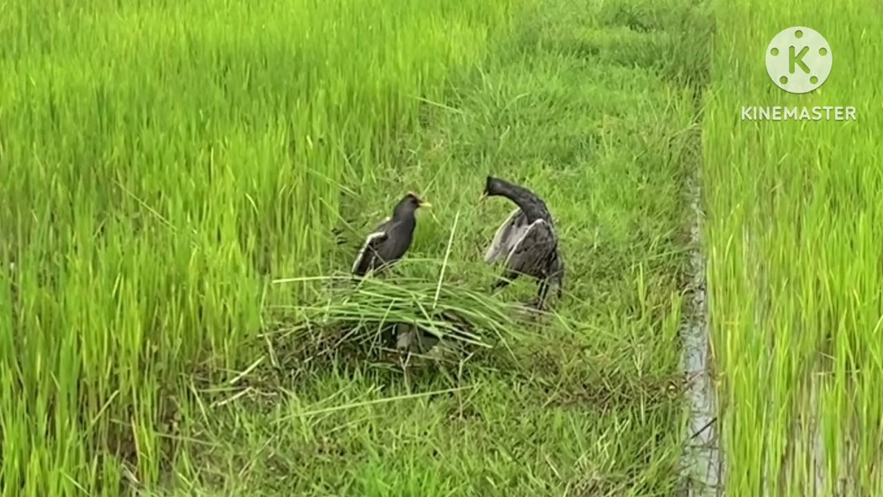 #ຕໍ່ນົກອີຫລຸ້ມ#ต่อนกอีลุ้ม