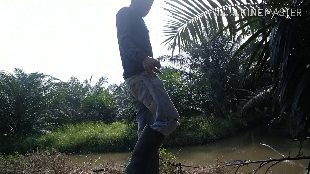 Penghuni sungai selincing