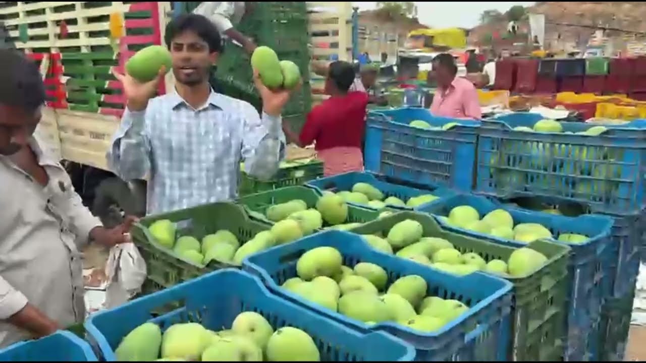 07 June 2026 Inside India's Biggest Mango Market 🥭 | Fresh Mango Trading & Wholesale Prices