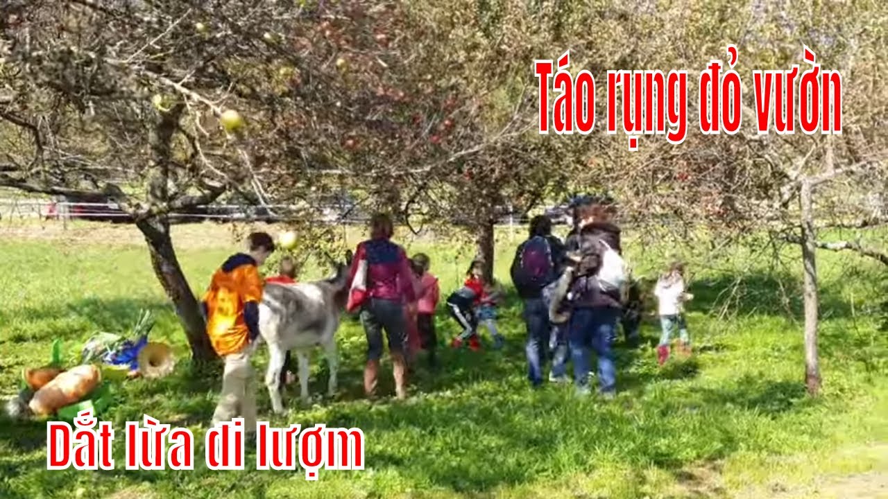 MẸ CHỒNG PHÁP CÙNG CON DÂU VIỆT RA VƯỜN TÁO ĂN TRƯA@TONTON IN FRANCE - CUỘC SỐNG MIỀN NÚI NƯỚC PHÁP