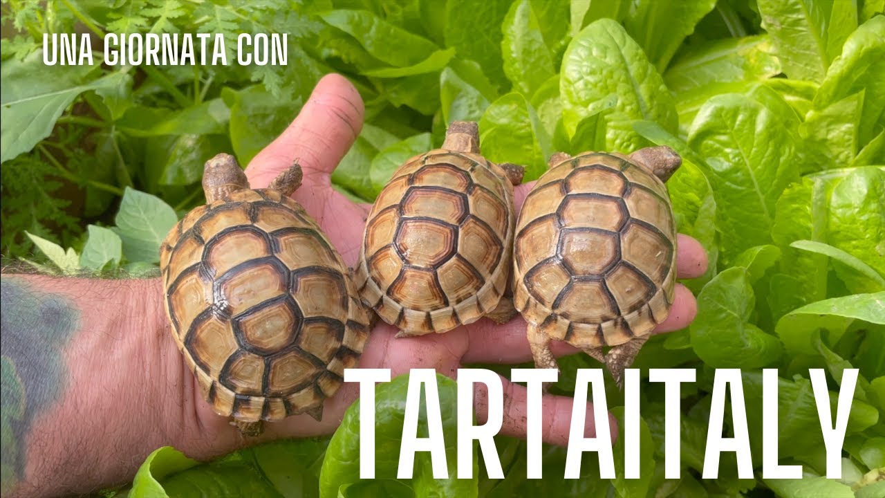 Un Giorno nell' ALLEVAMENTO di  TARTARUGHE DI TERRA TARTAITALY | Undici Giga