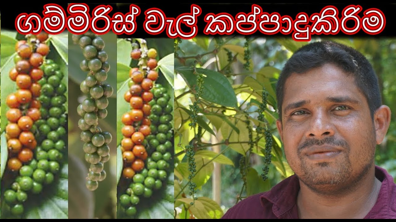 ගම්මිරිස් වැල් කප්පාදු කිරිම  gammiris wel kappadu kirima ගම්මිරිස් වගාව Pruning peppers vines