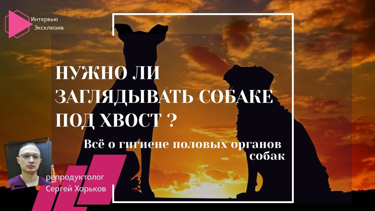 Нужно ли заглядывать собаке под хвост? Всё о гигиене половых органов собак (Интервью. Эксклюзив)