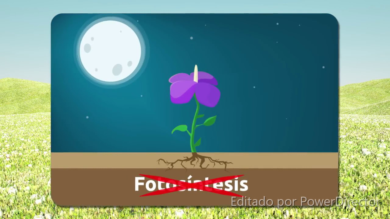 BENEFICIOS DE LA LUZ SOLAR