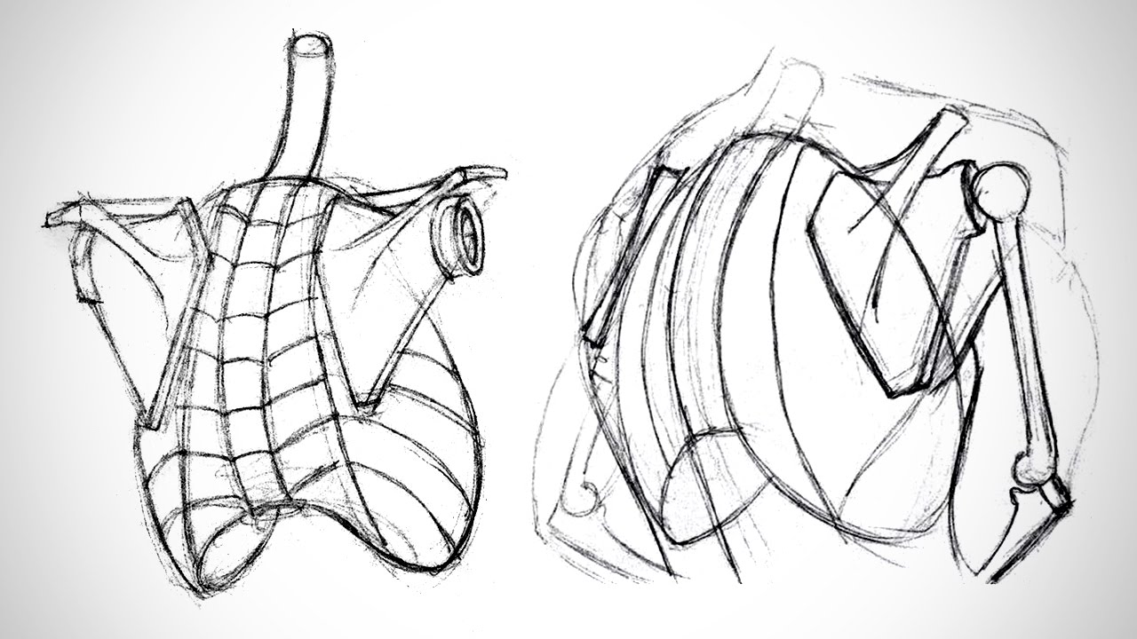Anatomy Critiques - The Shoulder Bones