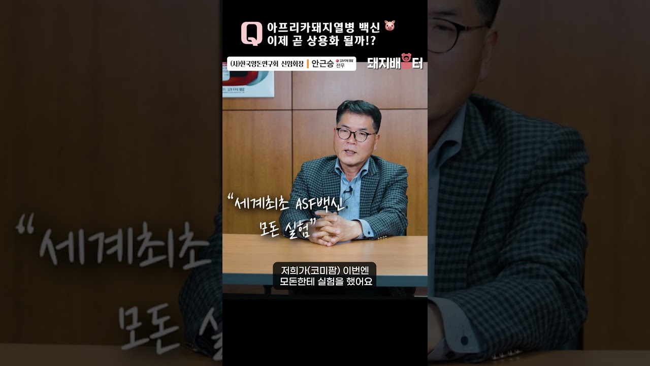 아프리카돼지열병 백신 이제 곧 상용화 될까? 🐷  #asf  #ASF백신 #아프리카돼지열병