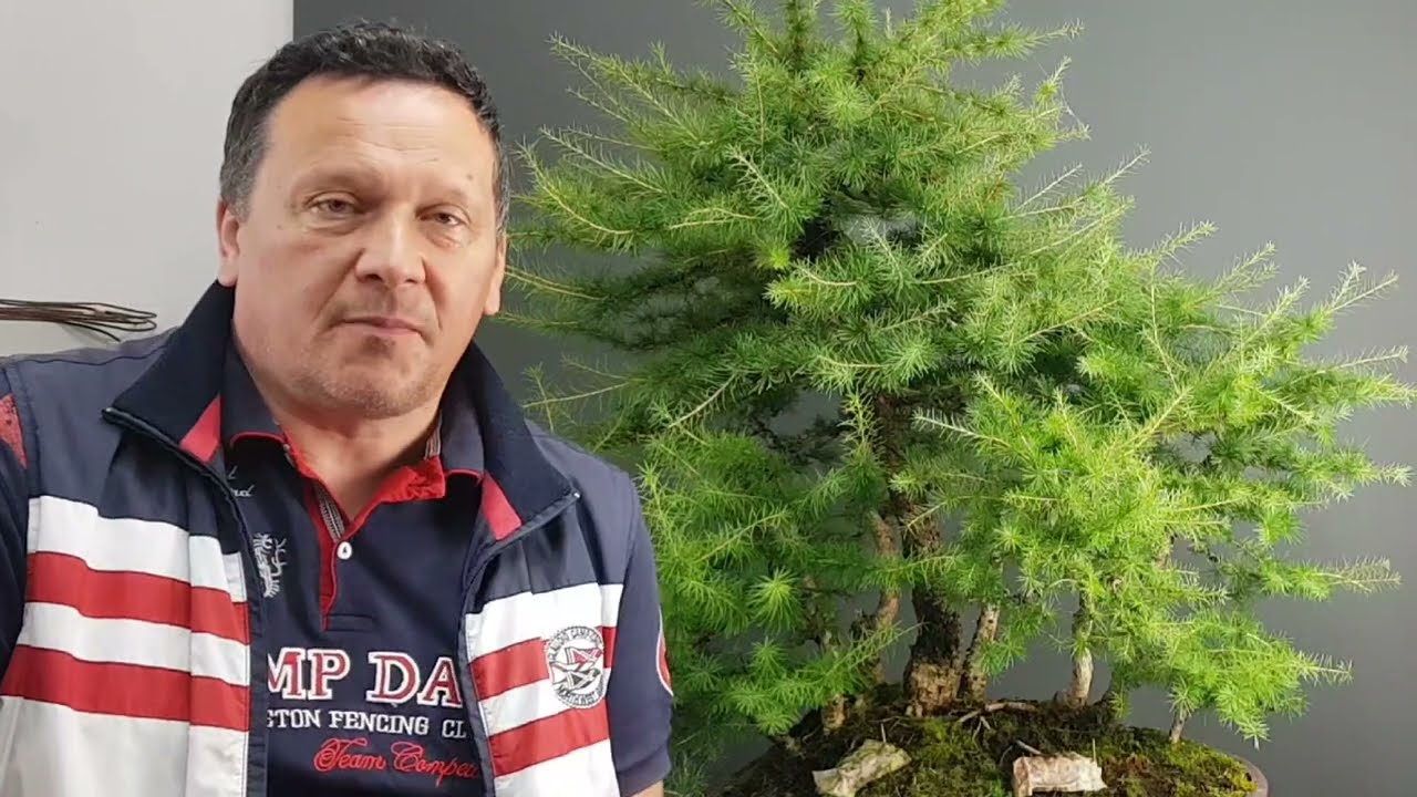 Bonsai Larix-letnie prace by Piotr Czerniachowski@akinabonsai