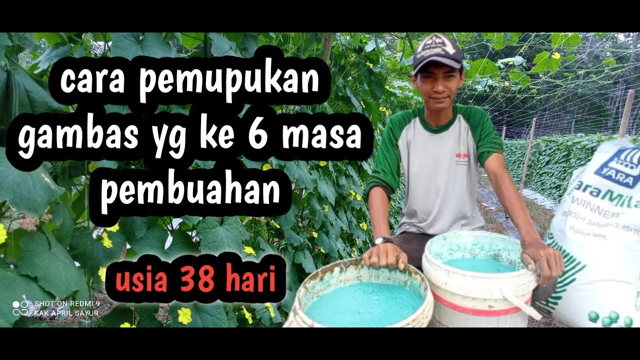 pemupukan gambas yang ke 6 usia 38 hari