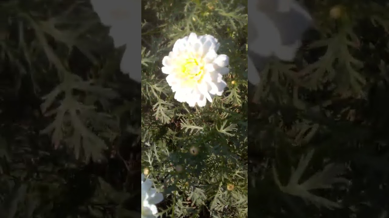 విరిచామంతి, క్యాబేజీ పూల సాగు..