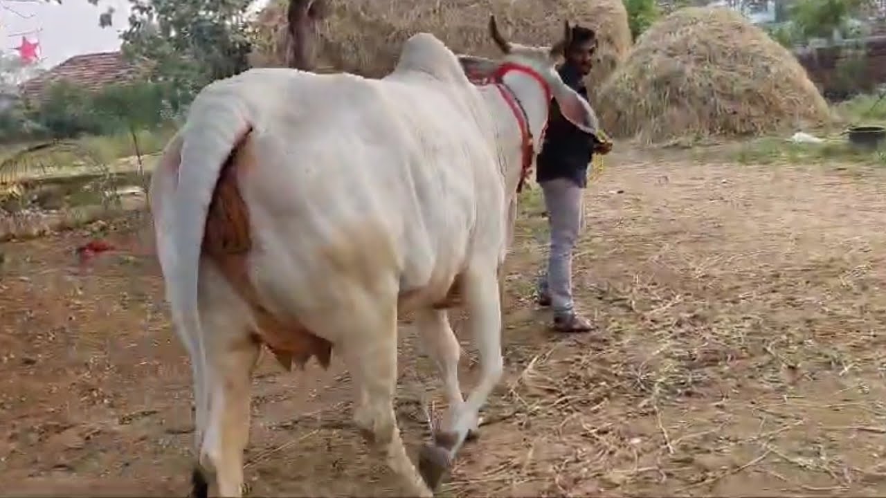 టాప్ క్వాలిటీలో ఉన్న ఒంగోలు సూడి ఆవు అమ్మకానికి | Top Quality Ongole cow for sale | cow price