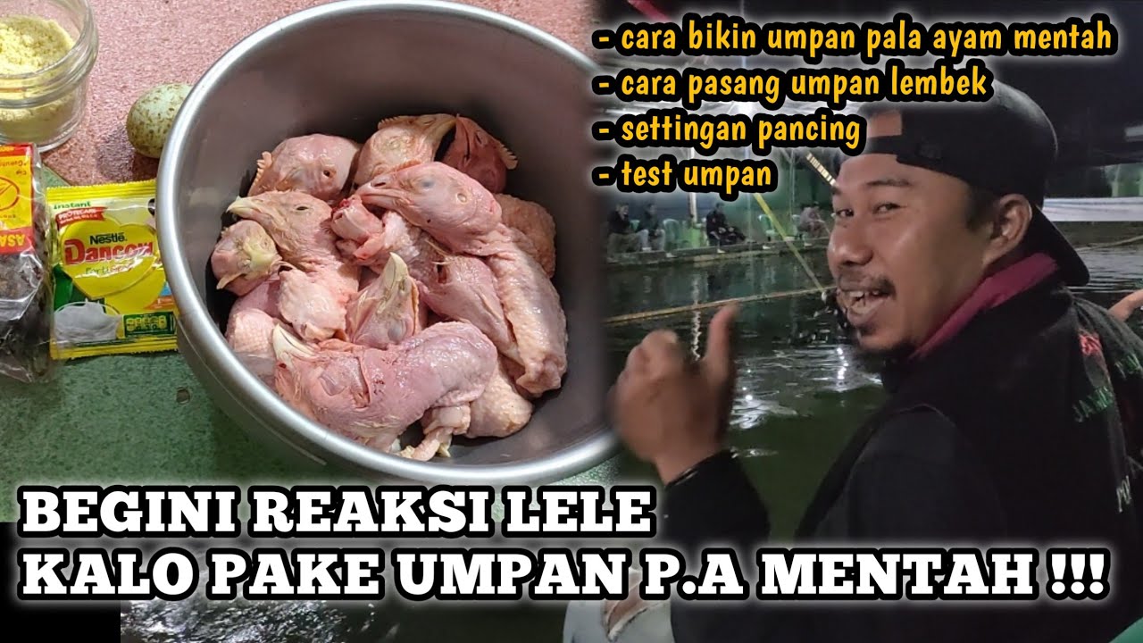 UMPAN PALA AYAM GALATAMA LELE TERBARU || PALA AYAM MENTAH