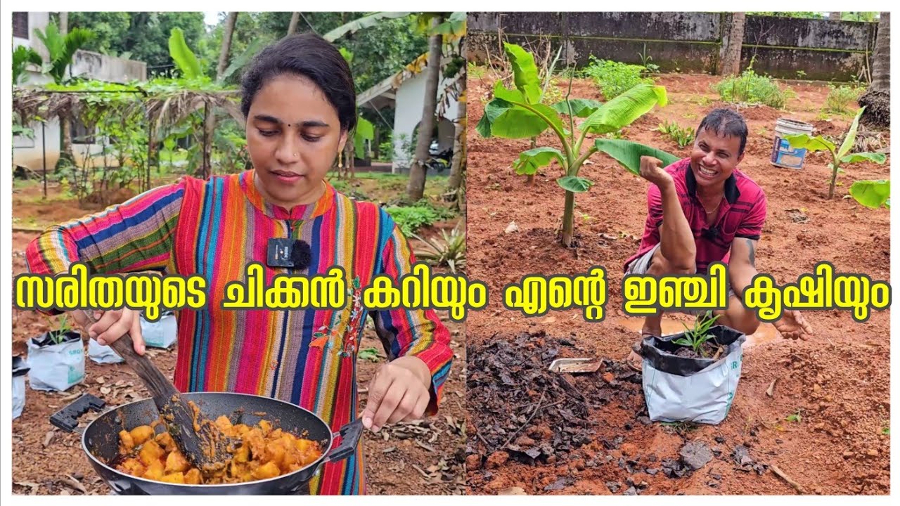 ഇഞ്ചി കൃഷിയും ചിക്കൻ കറിയും /Chicken curry/Agriculture /Ginger farm /Adukkalathottam making /Cooking
