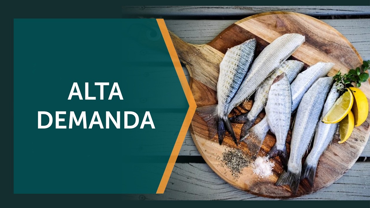 Período da Quaresma é um 'Natal' para o produtor de peixe