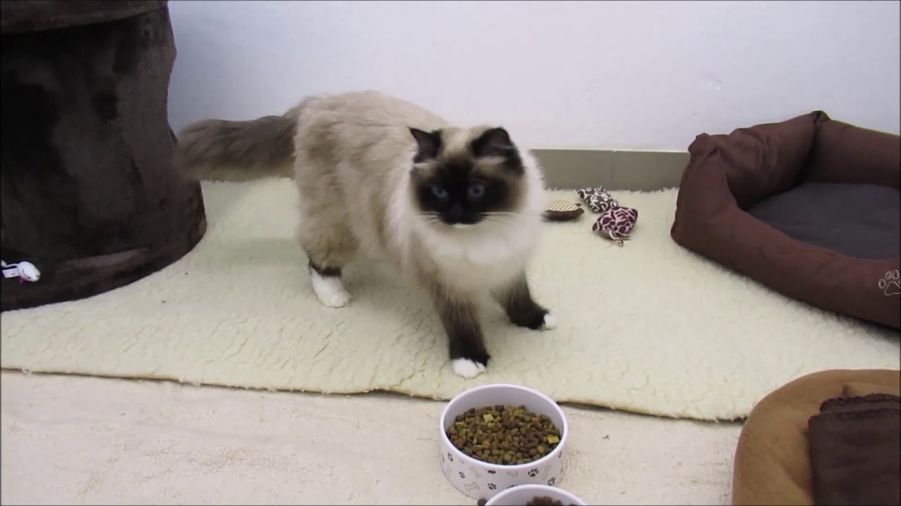 Vergleich vor u. nach 5 Wochen Therapie Tellington TTouch ... bei Katze mit Gleichgewichtsstörungen